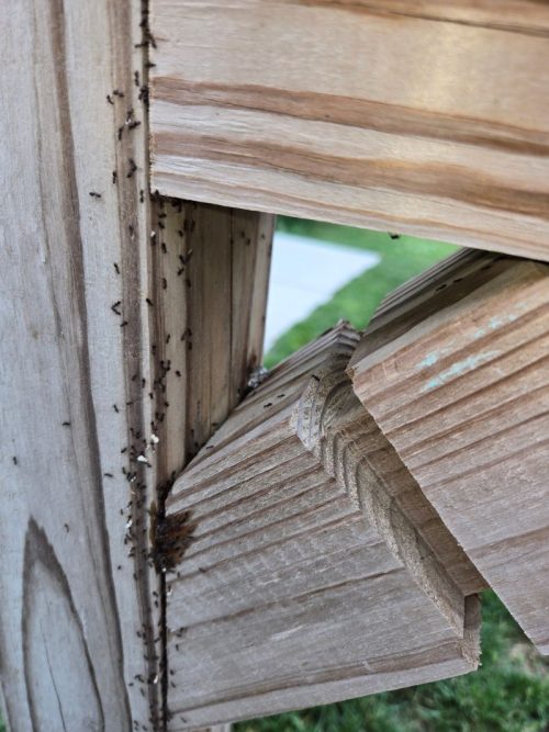 Ants in a Trail Ants in a Trail