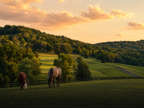 Equine Therapy Equine Therapy
